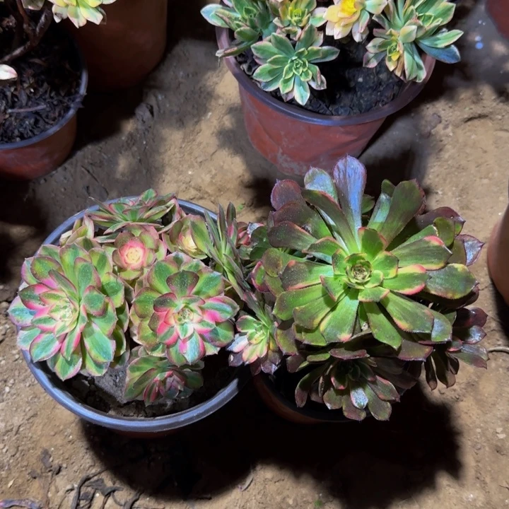 倾城➕烟花9.9。