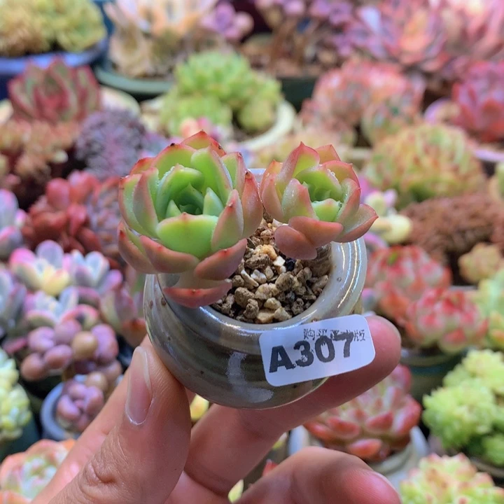 一物一拍含盆土满38包邮A307