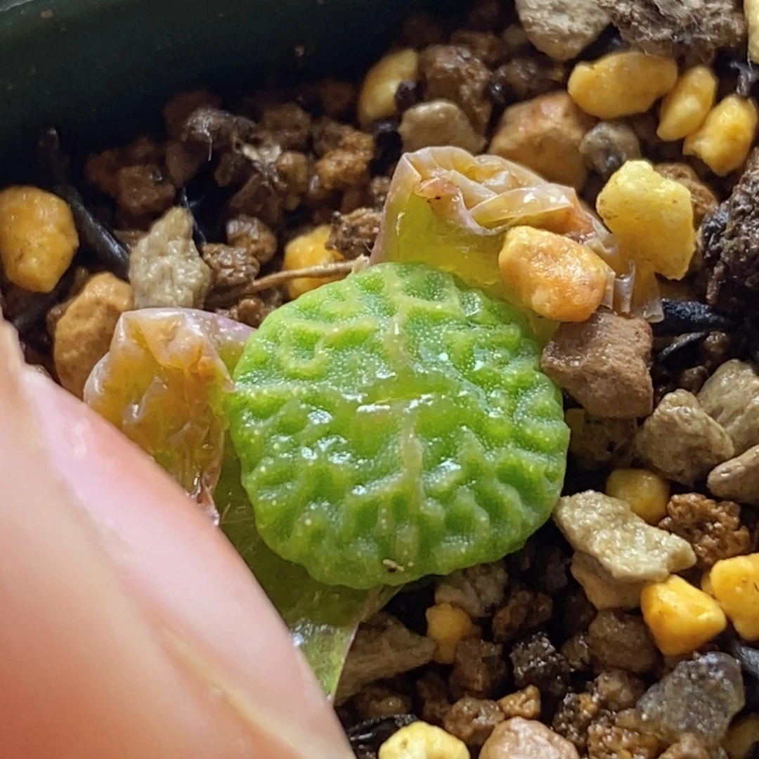 开播福利单头9479超烧一颗