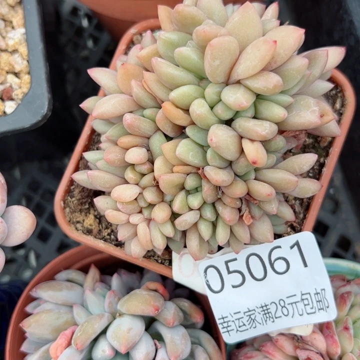 幸运的是我的朋友们