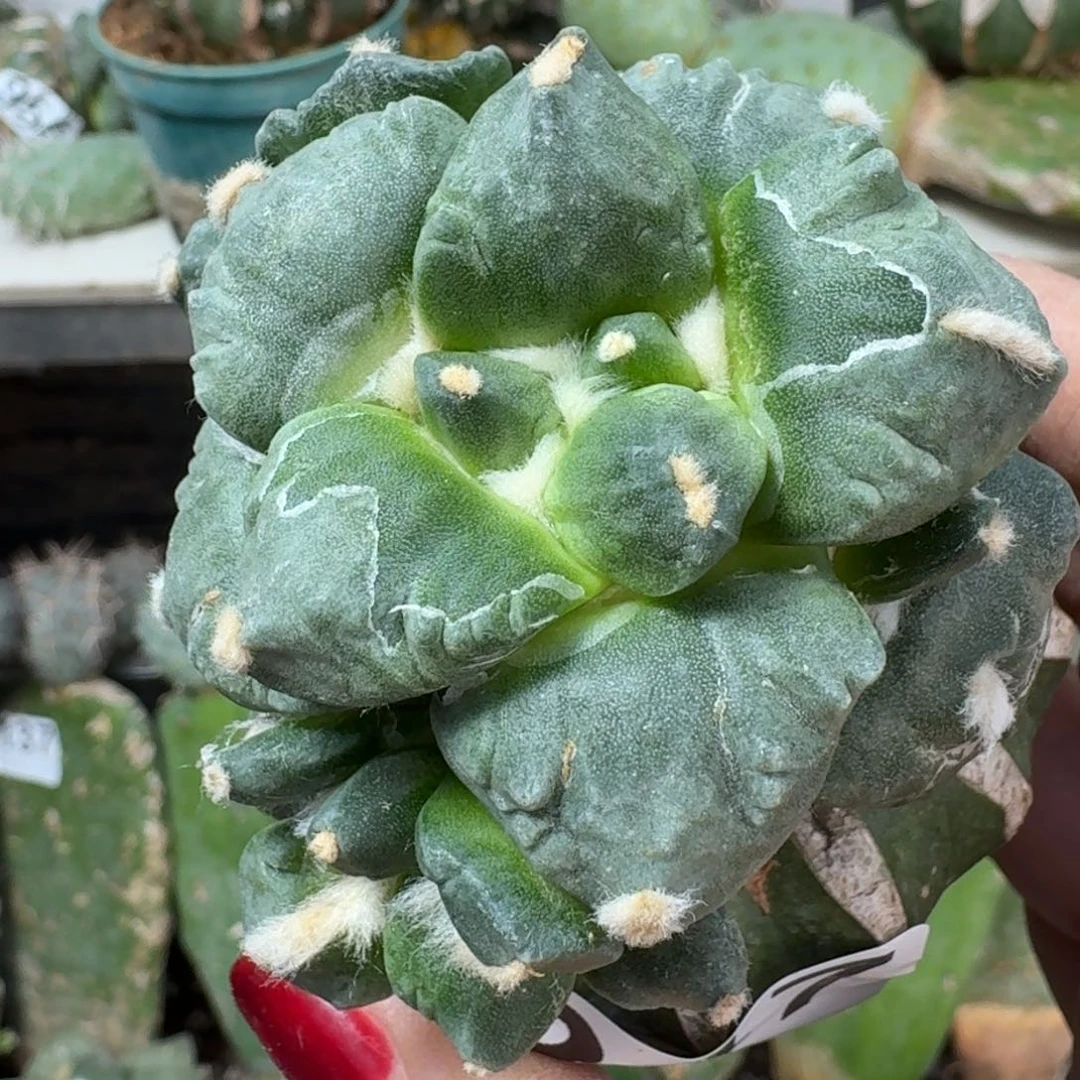 【闪购商品】无花朵秋***河怒涛347