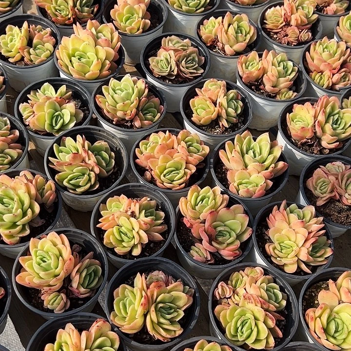 多头       冰玫瑰锦