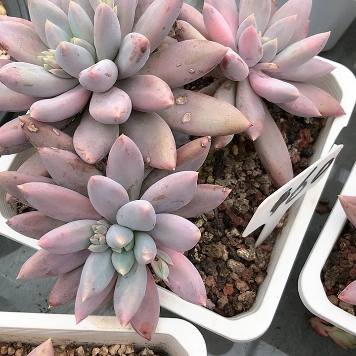 多肉植物盆栽植物