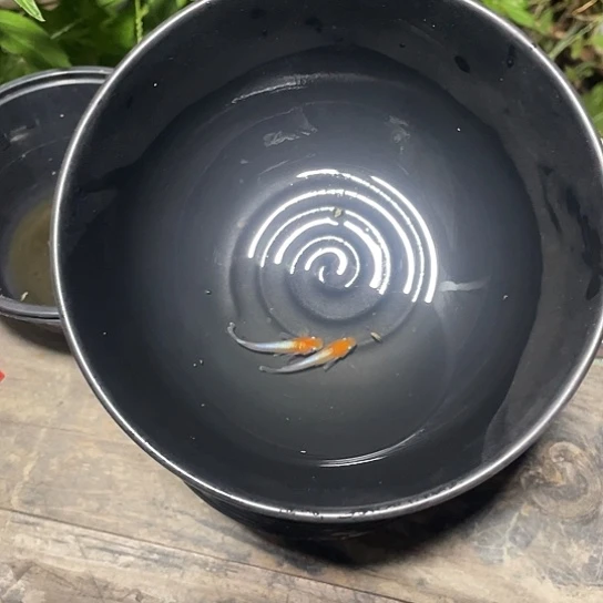 青鳉鱼赤壁红白观背青鳉