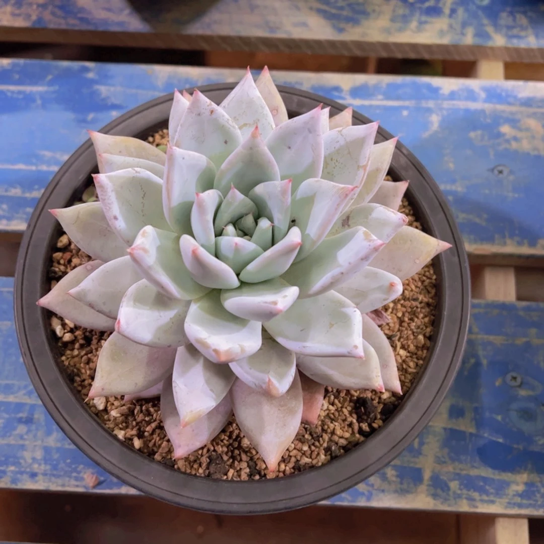 T****糖卡系，多肉植物，