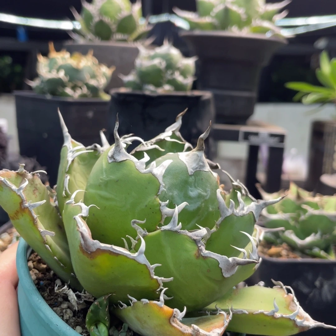 白鯨露養8888888888888888