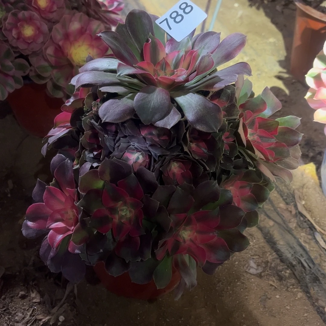 香妃多肉法师788号