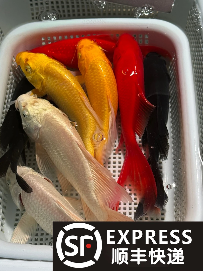 【10-13cm】黄金2红草2白金2黑2共八条锦鲤金鱼观赏鱼