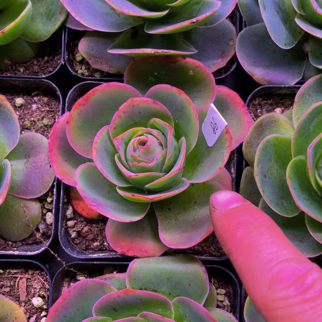 ?**?新品s9体验价86号