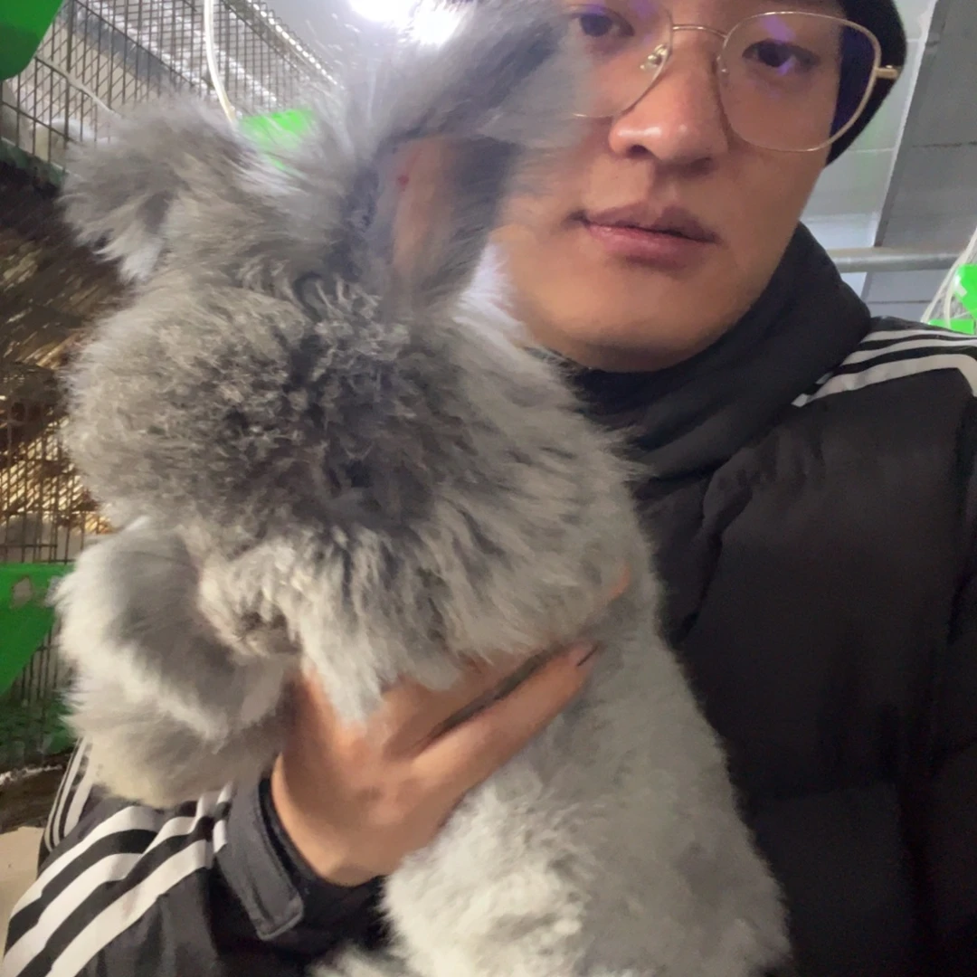 3***2双血统英系安哥拉兔