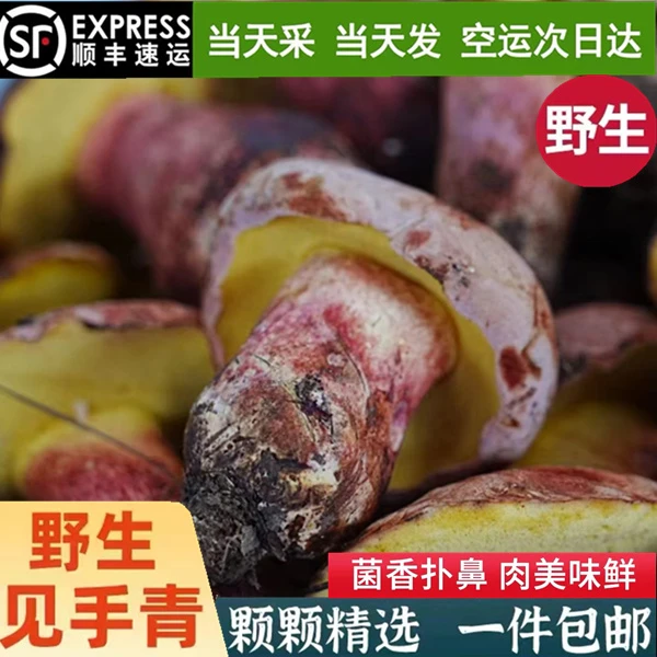 云南新鲜见手青红葱白葱紫菌黑牛肝牛肝菌现摘现发食用菌野生菌