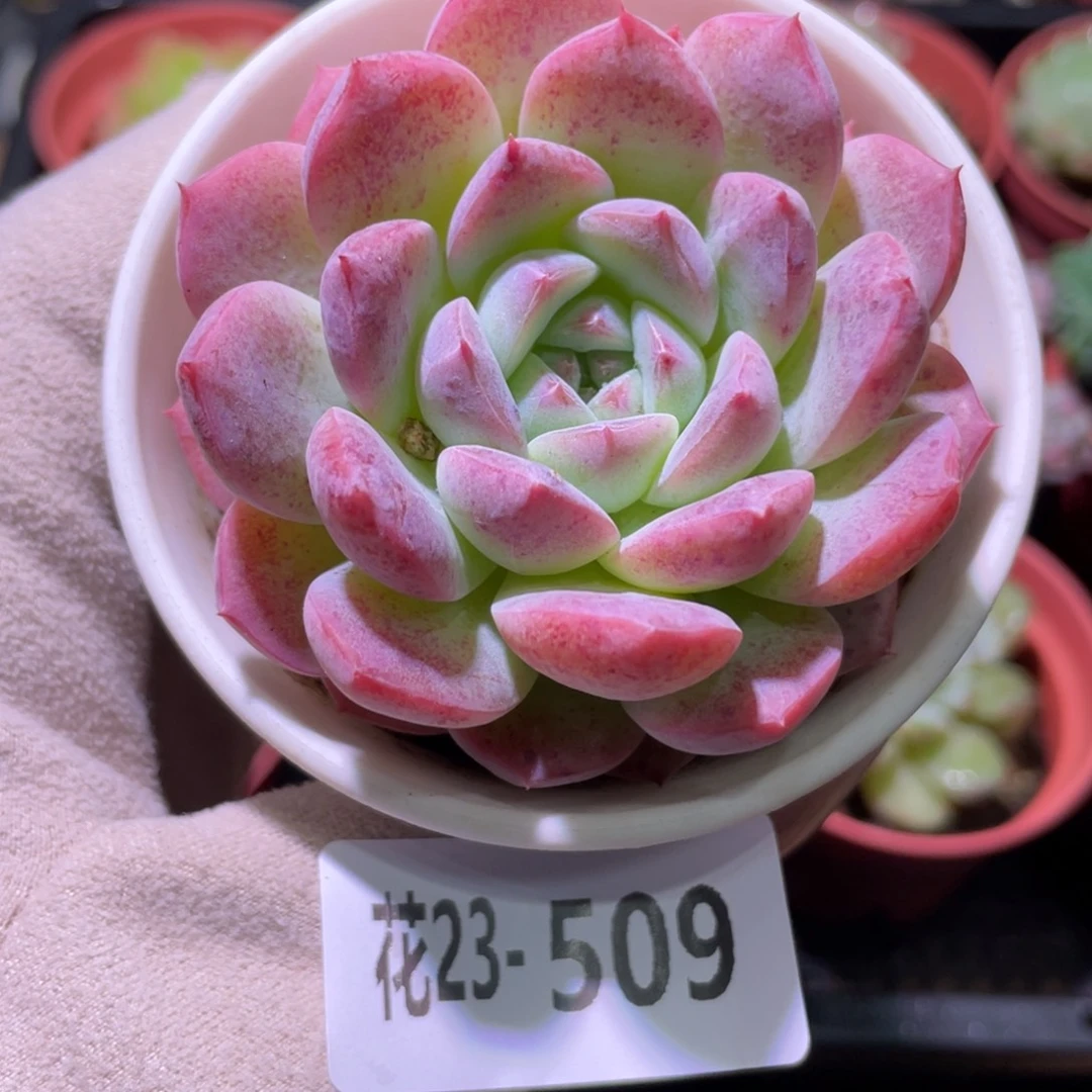 花利美23-509新品