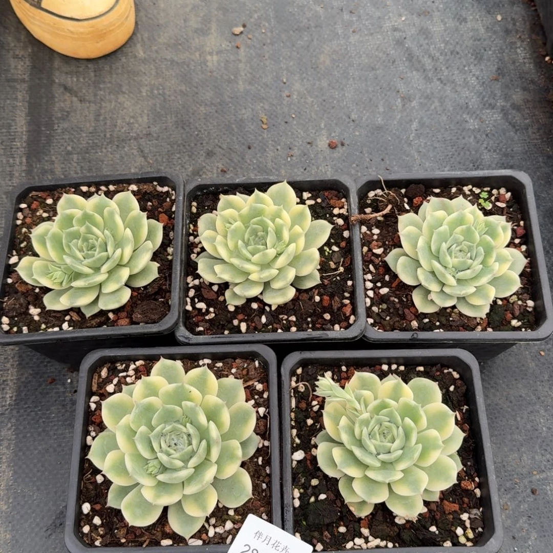 艾莉卡富轮锦一颗量拍28-57