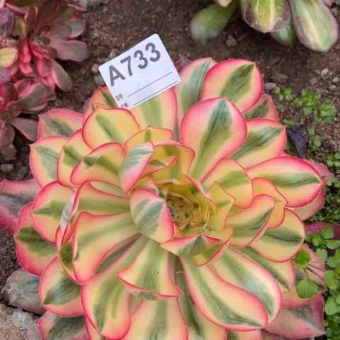 多肉植物爱丽斯锦