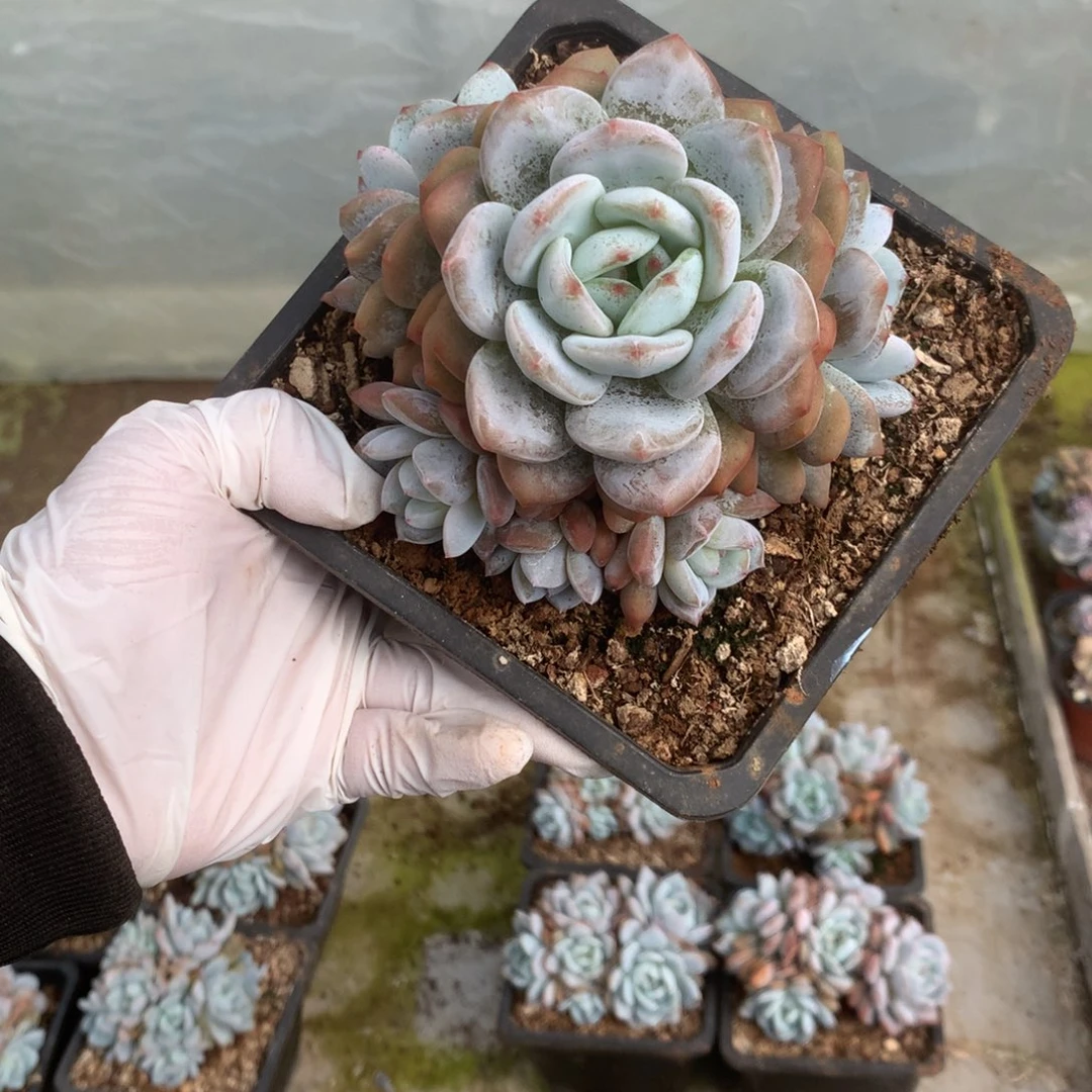 无花朵哈哈哈哈哈哈哈哈哈哈哈