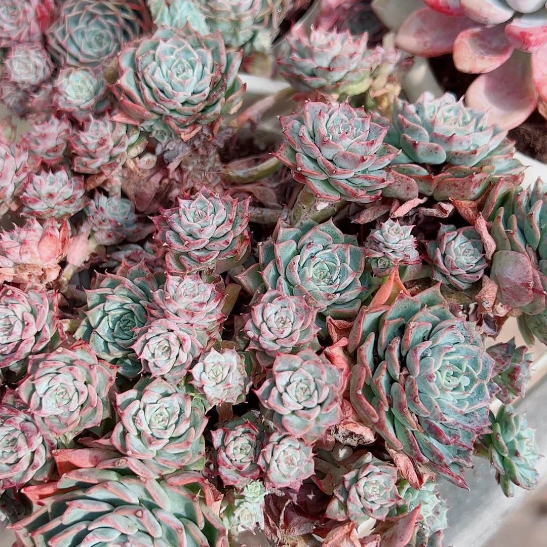 海滨格瑞带盆土多头群生老桩