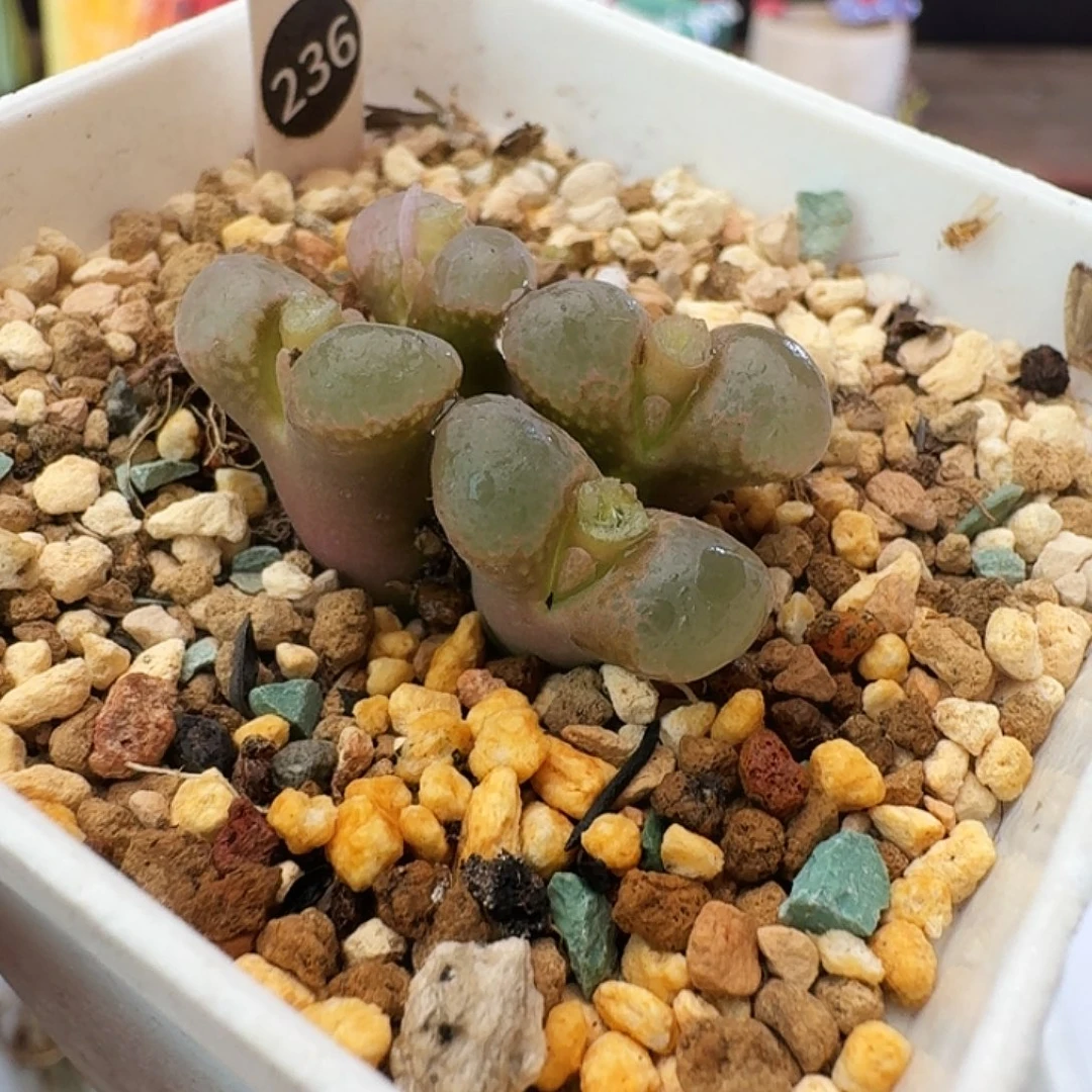 多肉植物福利风铃236