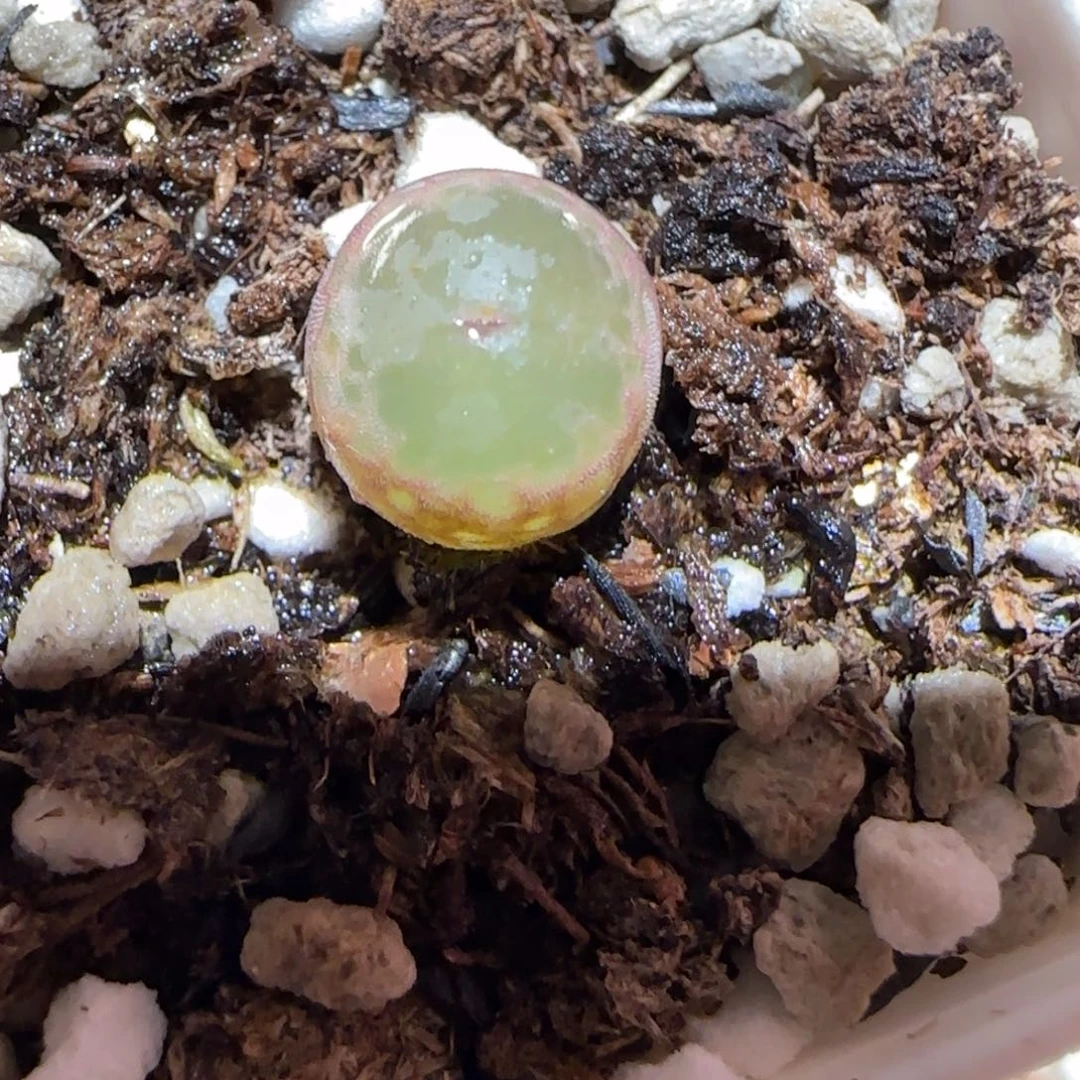 肉锥多肉植物百科7-安格804