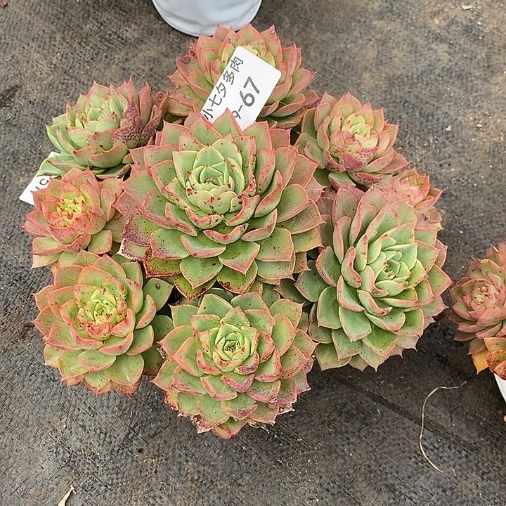 小七夕多肉贝拉多娜67