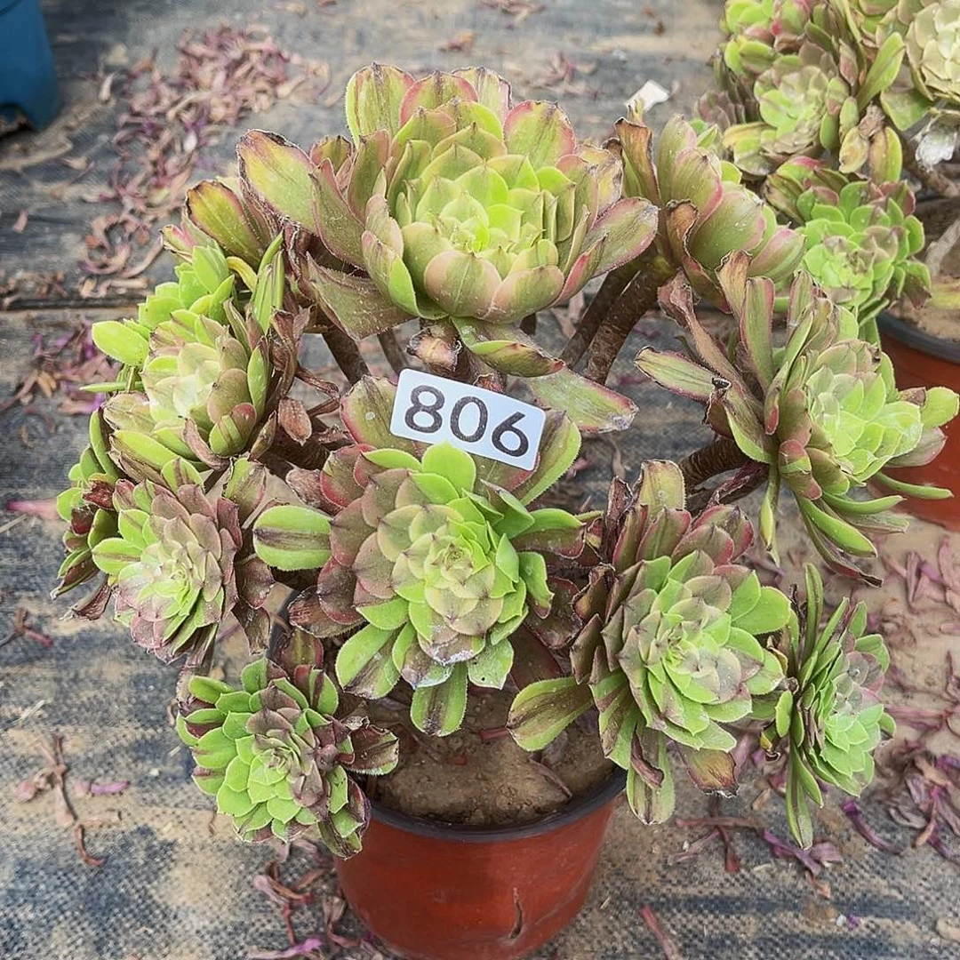 多肉植物806花脸粉黛