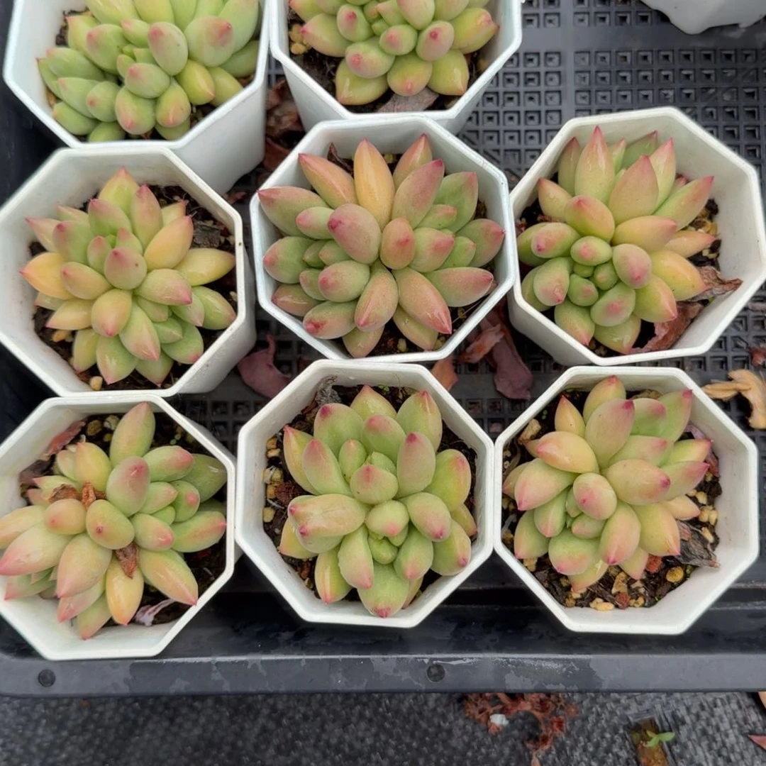 无花朵米其林双头带盆