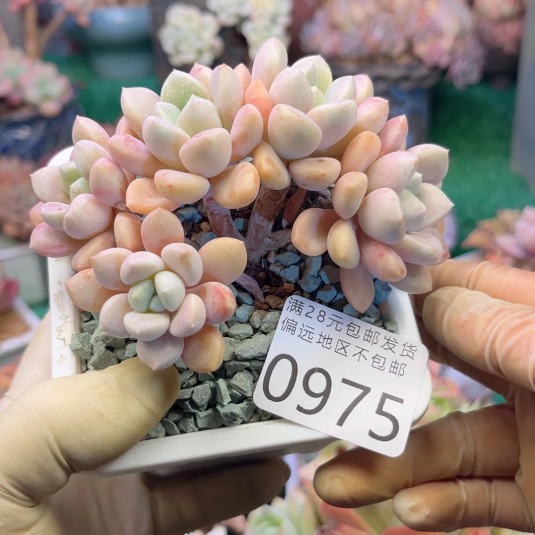 大0975；v zv c b b b