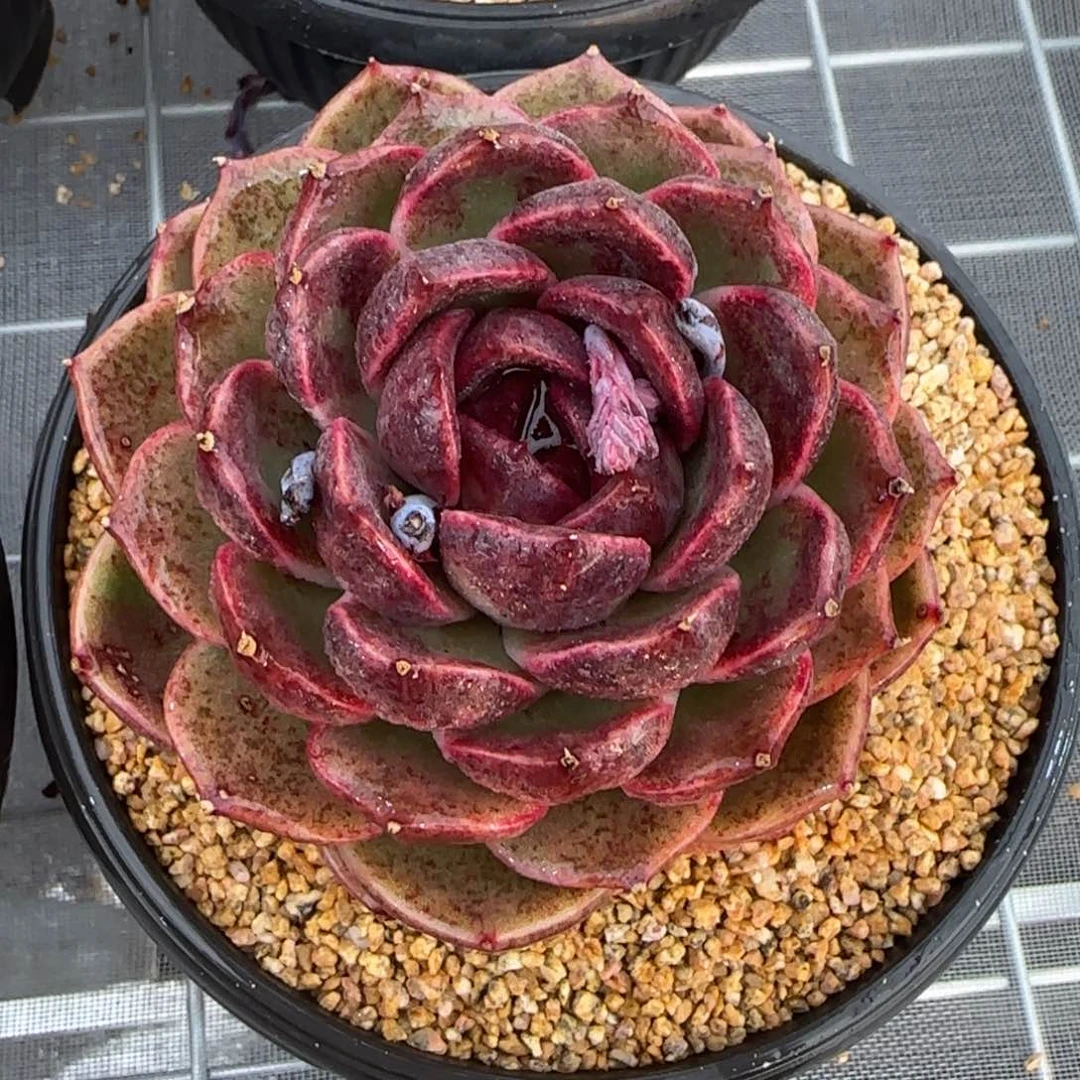 从前慢花园精选多肉黑水晶玫瑰