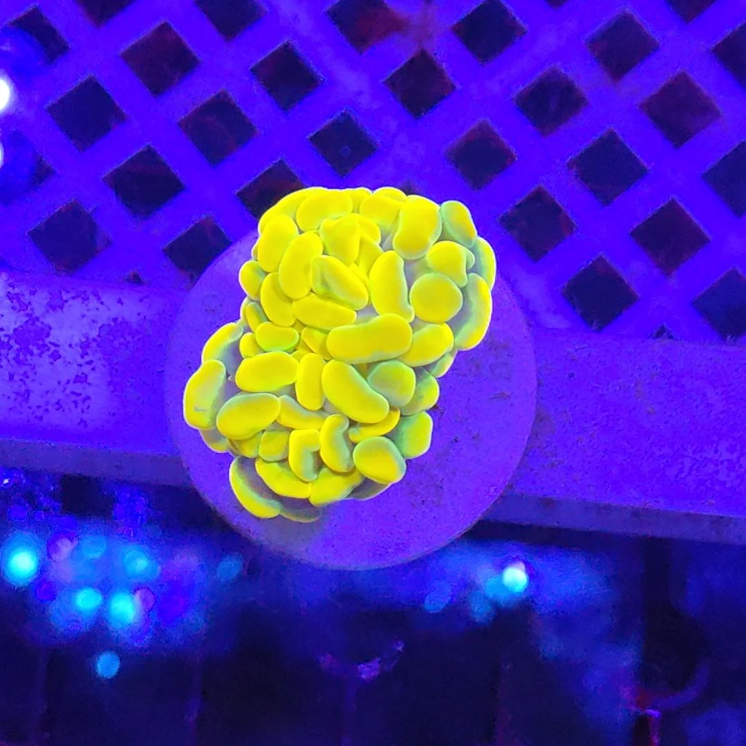 智海珊瑚不支持退货不包邮接受再下单