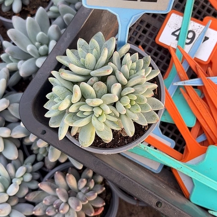 多肉植物富士山雪022