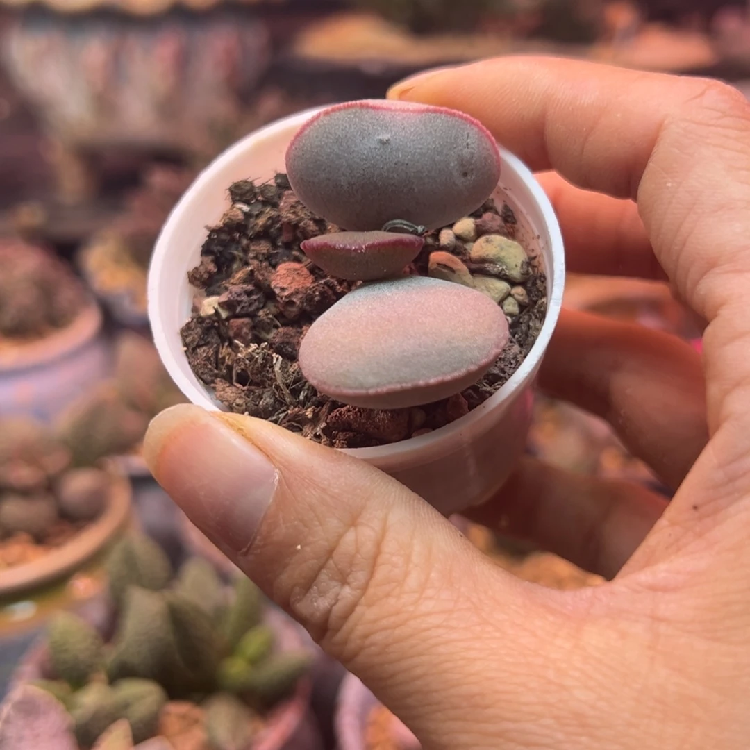 一组自拍，感谢支持