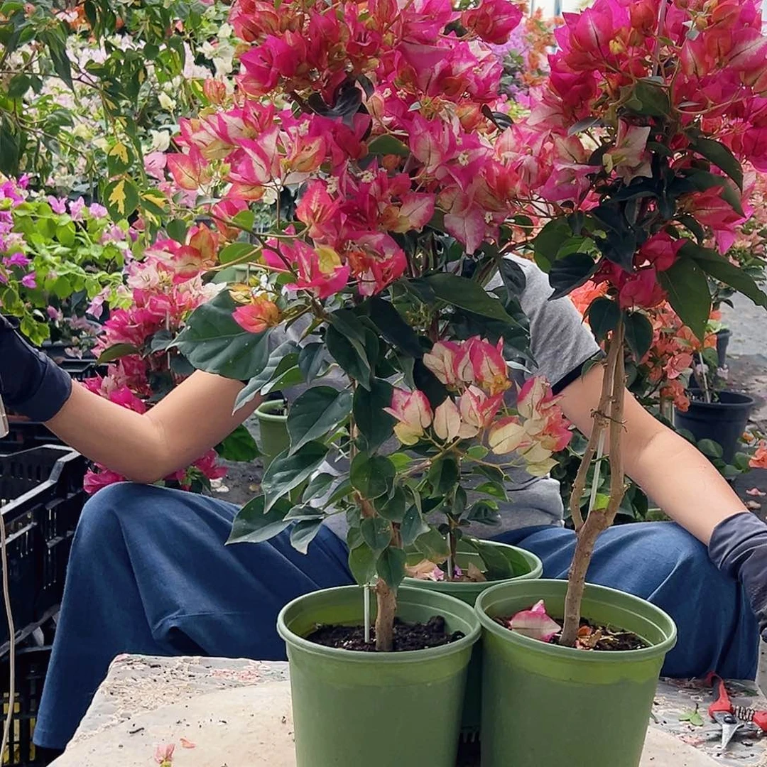 大部分花苞少量开放娆带竹一棵（大盆）