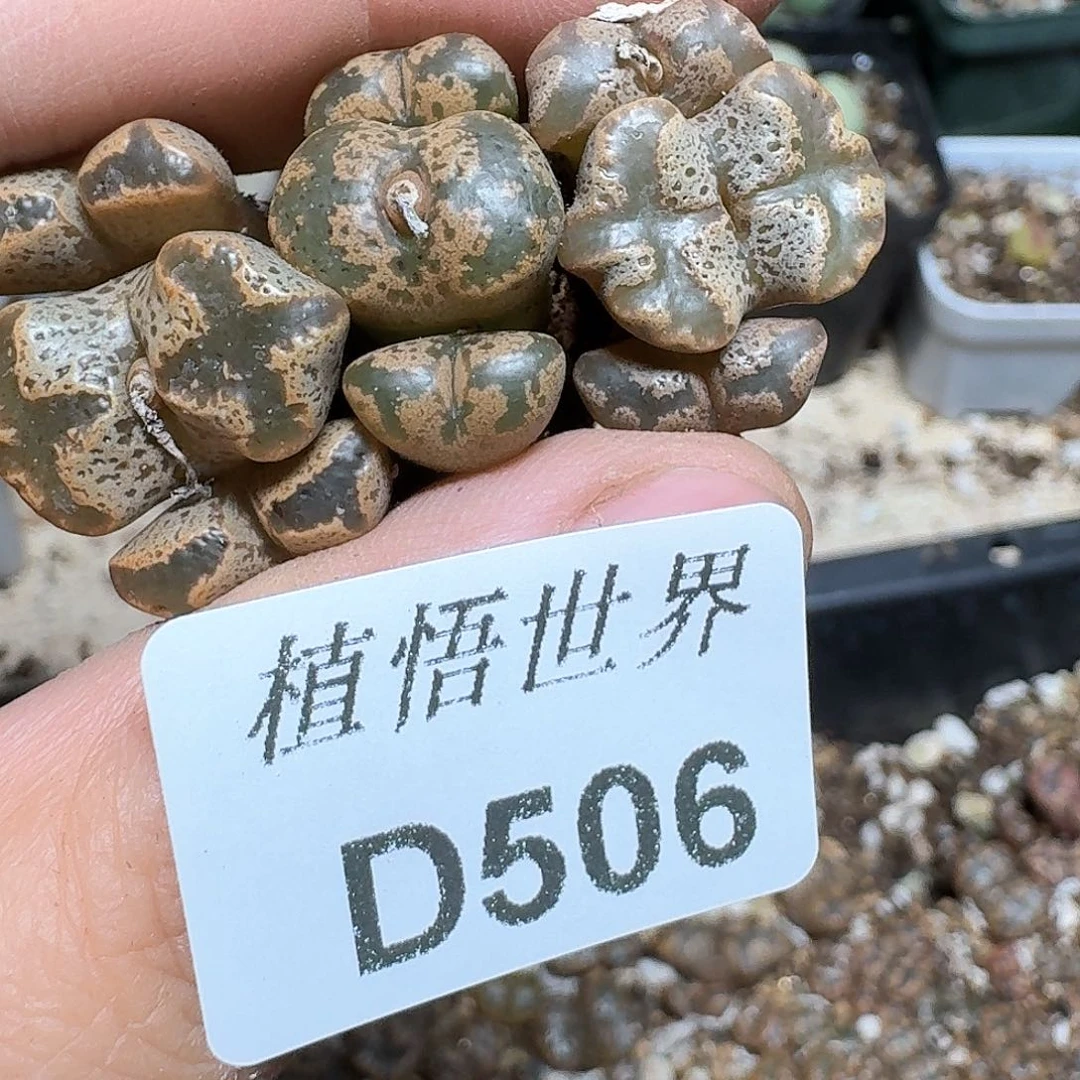 506号多肉植物哇c c