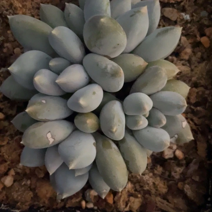 胖体哥特，4头无砍