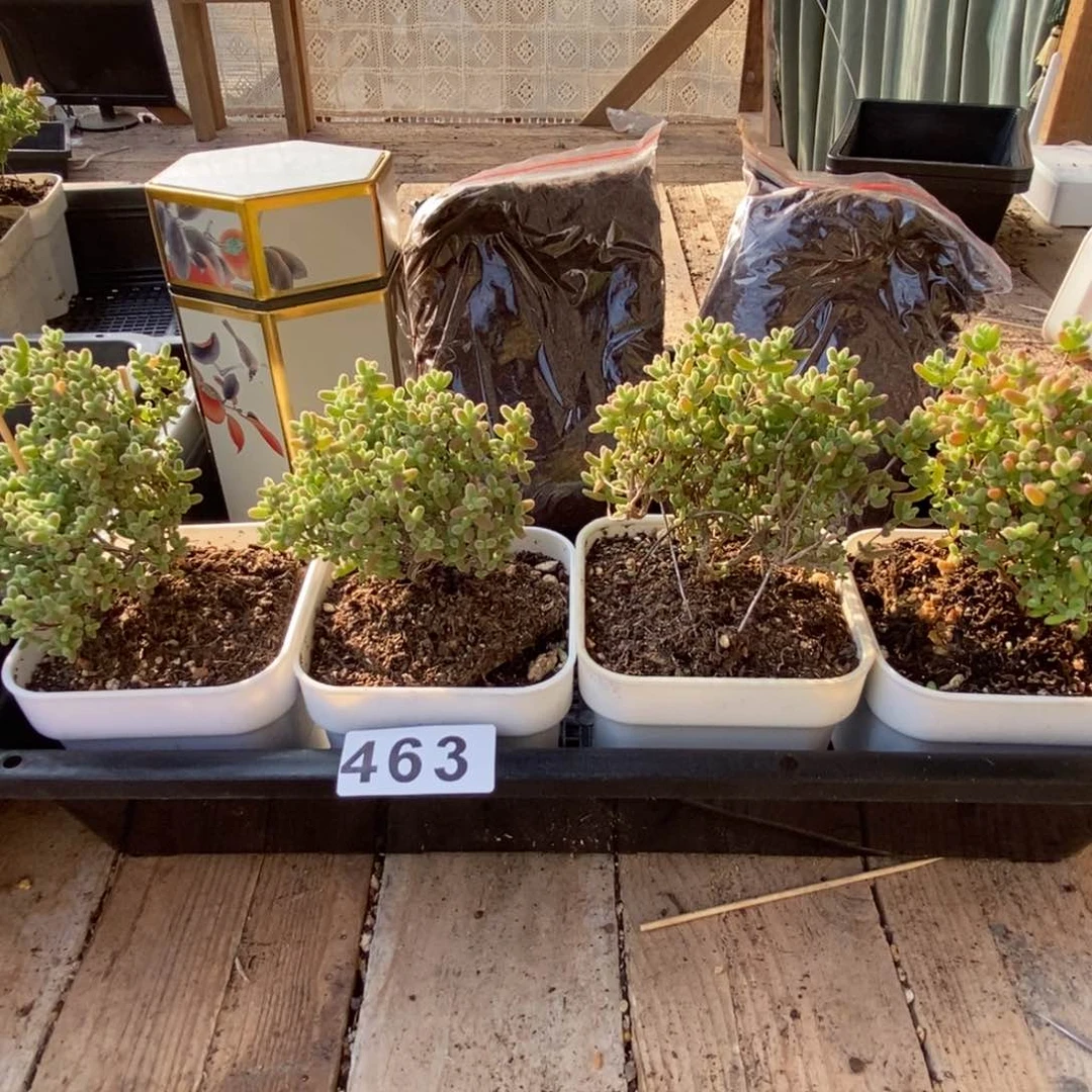 枝干番杏多肉植物463