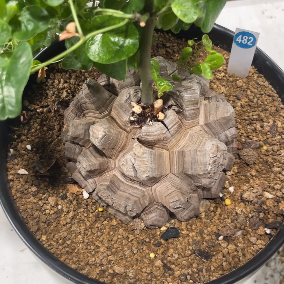 482龟甲龙带盆带土发货