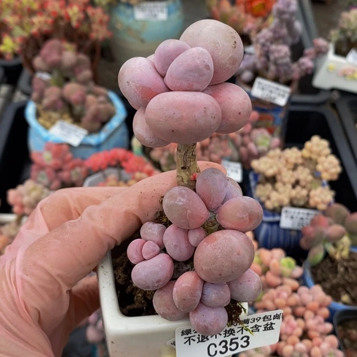 芭比奶洛老桩353多肉植物