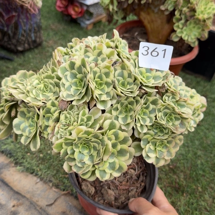 绿豆沙自然朵朵缀化361