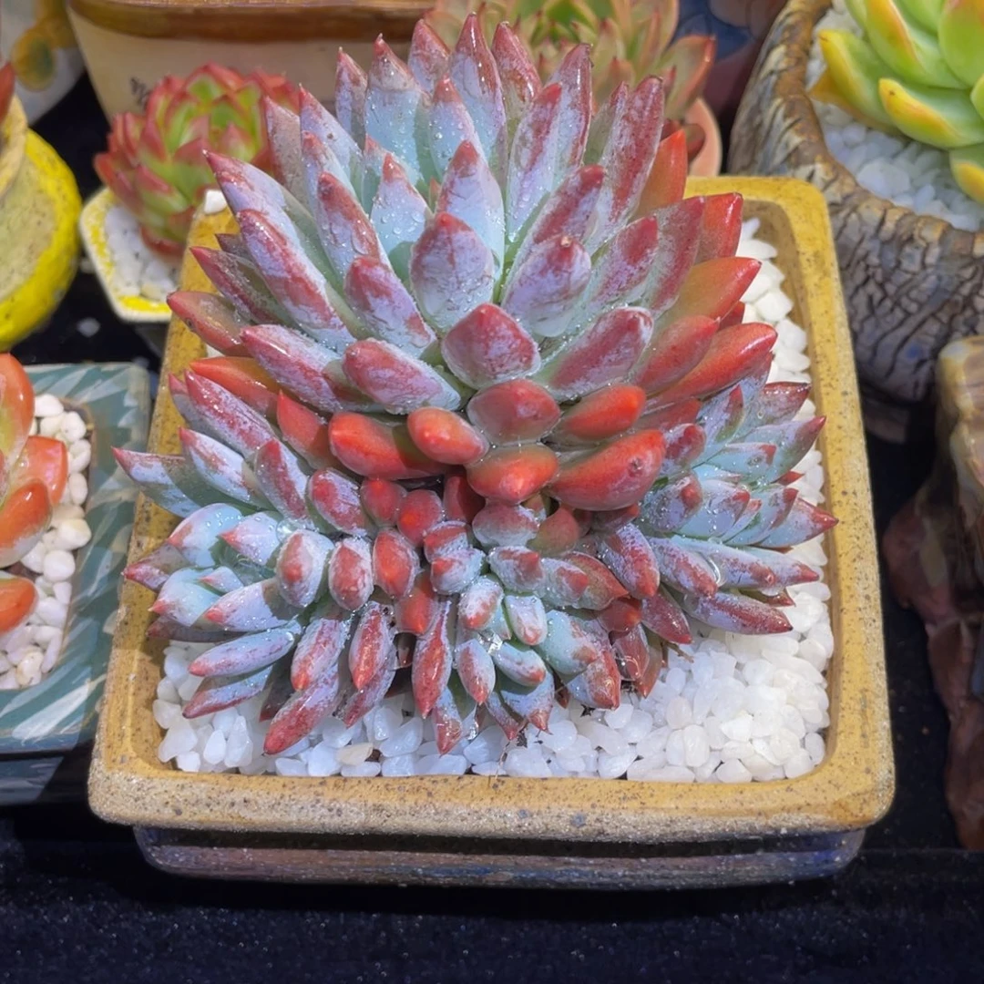 多肉植物盆栽多肉植物