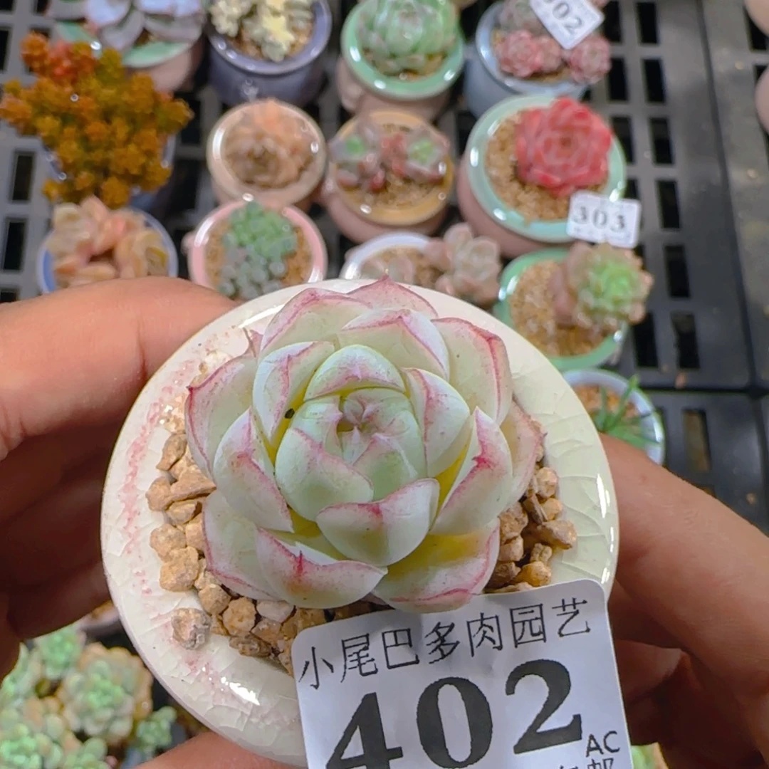 AC小尾巴5CM迷你拇指盆栽精控多肉402