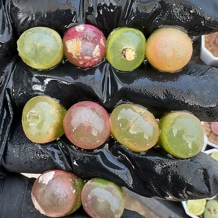 生石花11111。     68