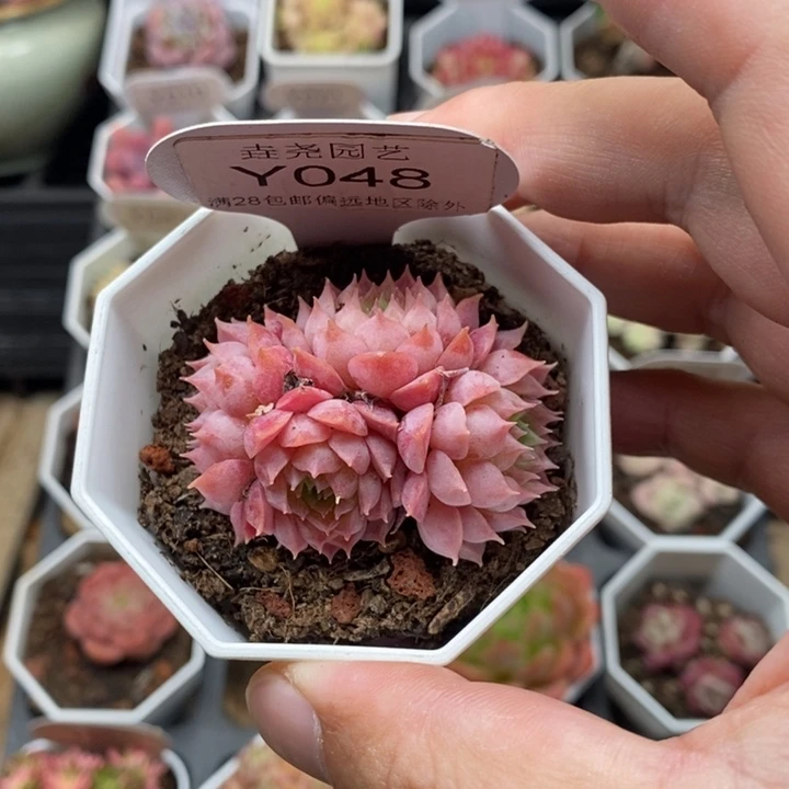 0048 朱砂痣 4.5cm