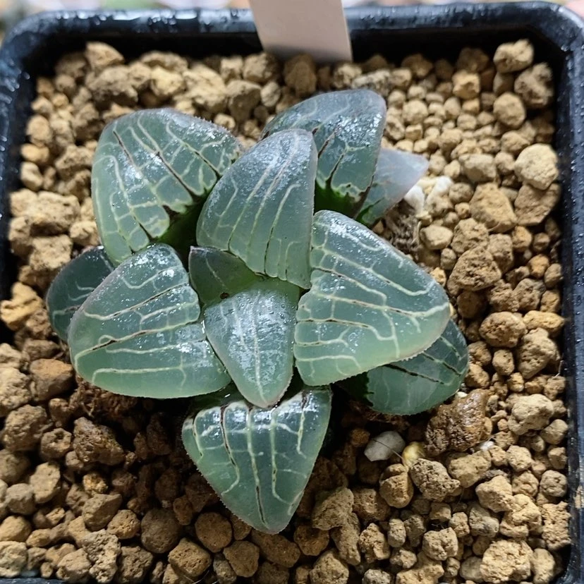 【闪购商品】53粉色甜心