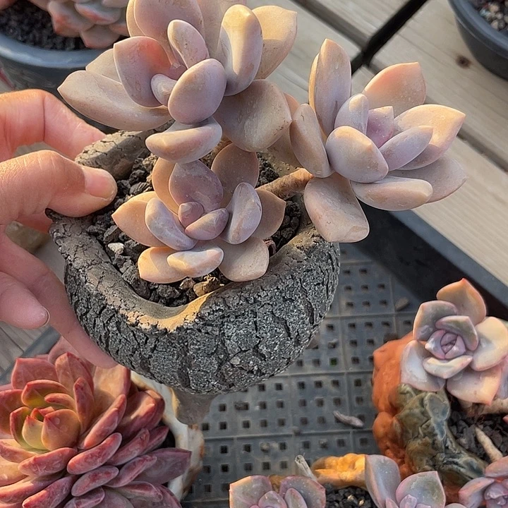 多肉植物多肉植物