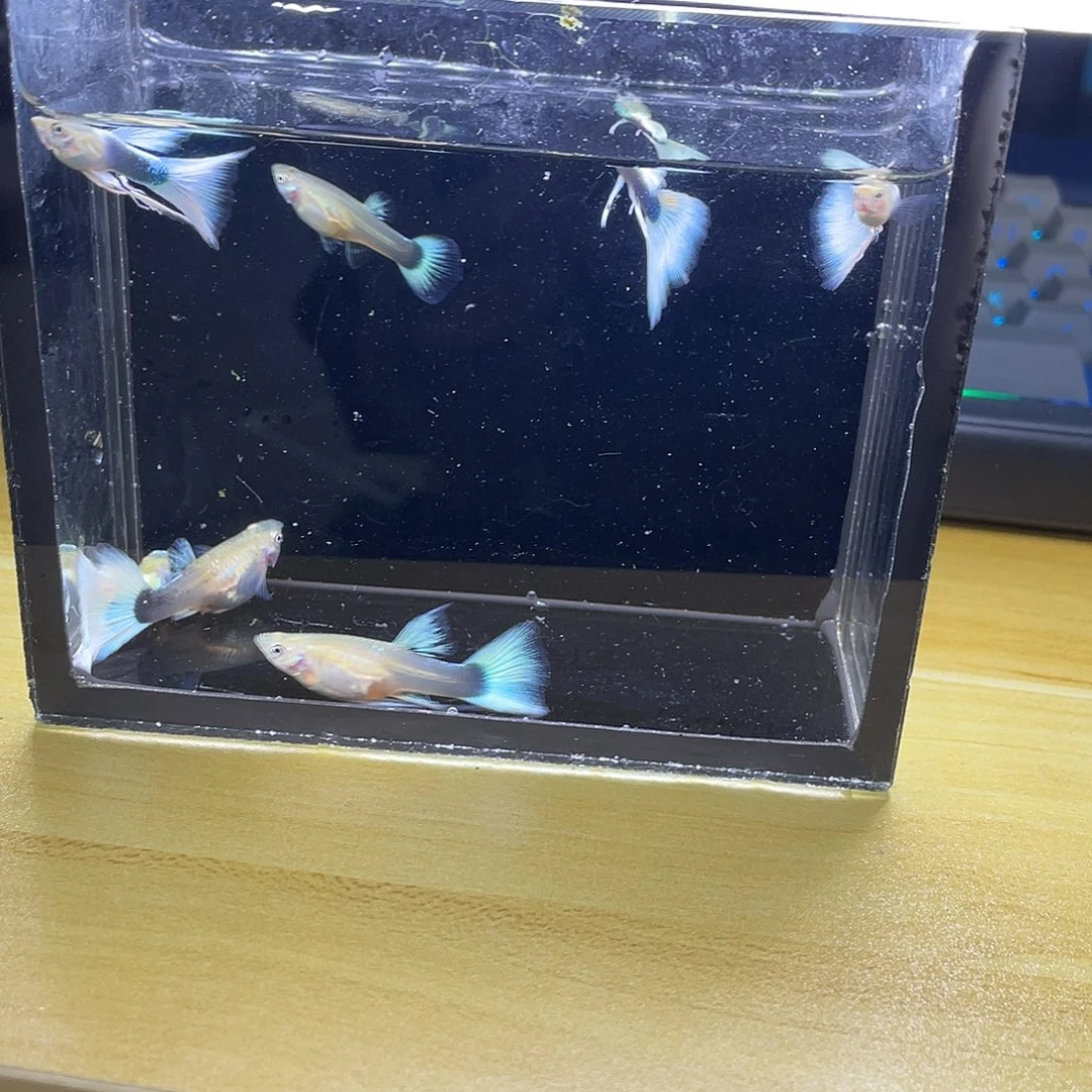 孔雀鱼孔雀鱼一物一拍直播间