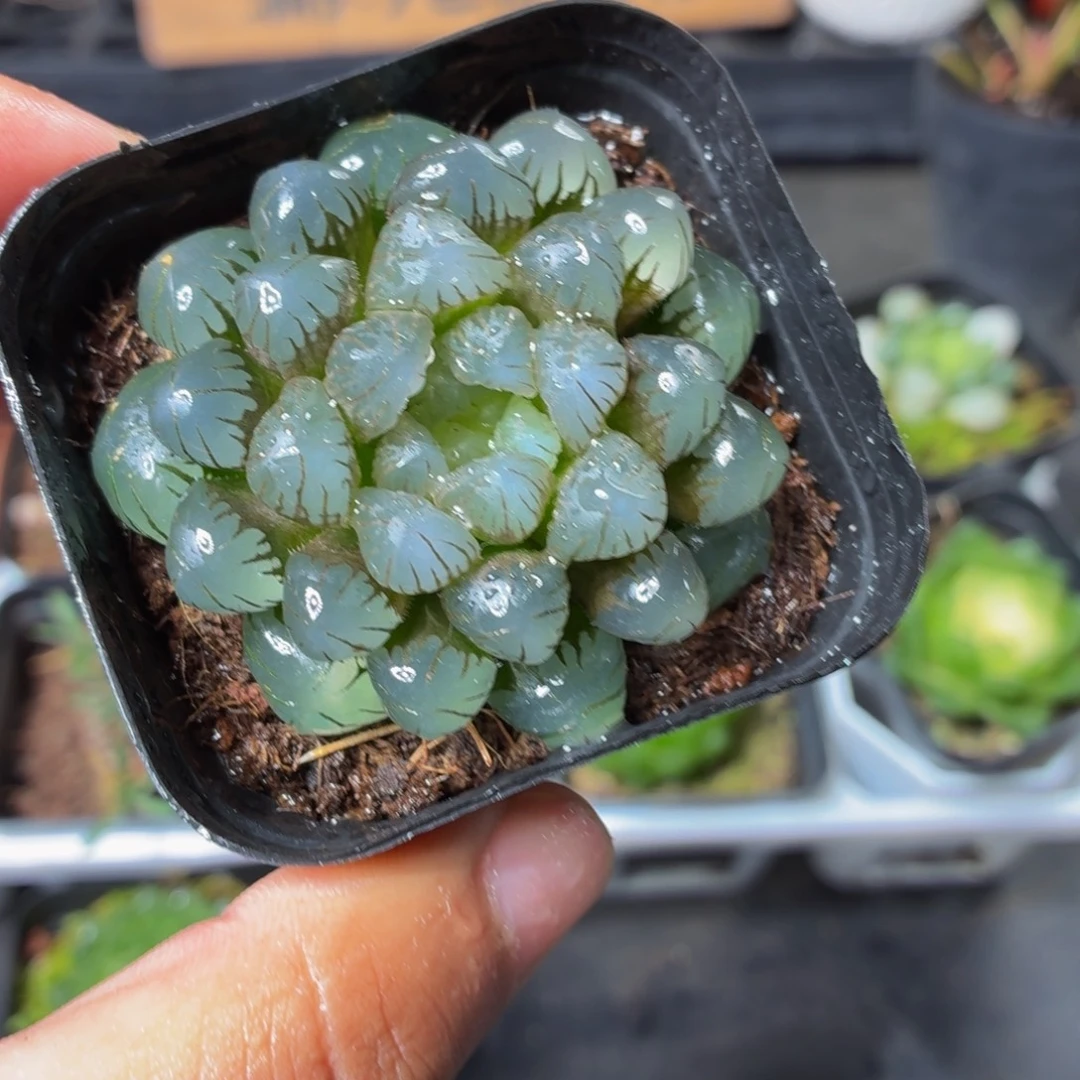 冰灯玉露多肉9.9包邮发货