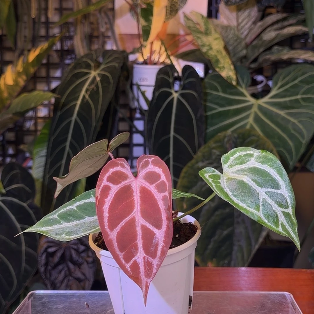 完全开放N196 粉柠檬杂织梦者