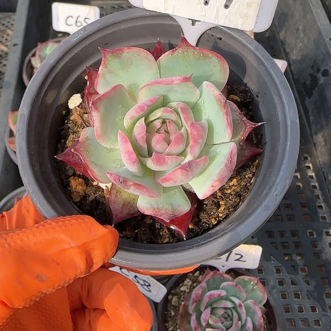 重****肉C77惊鸿单头多肉