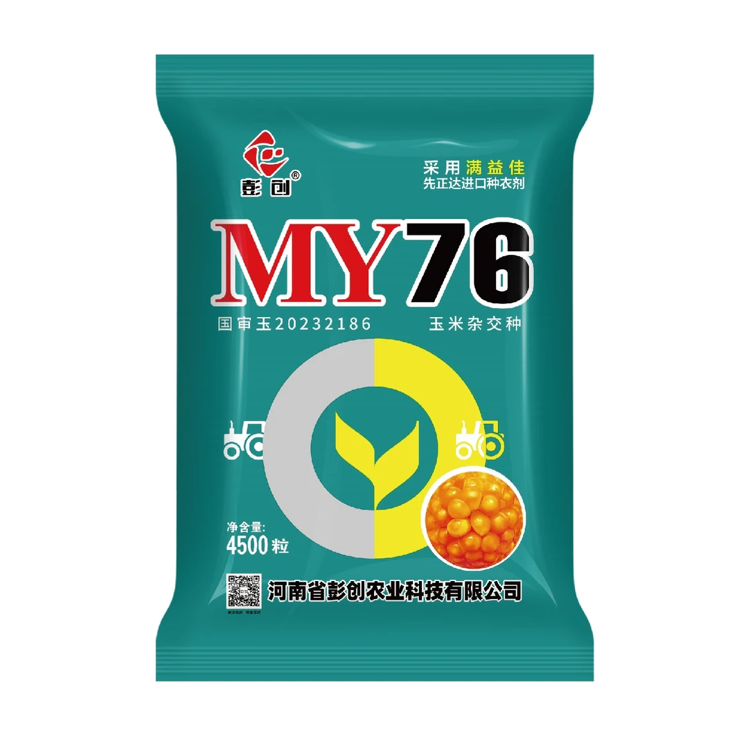 MY76 红轴大棒大马牙大板粮抗蜗牛 高抗倒抗锈抗青枯高产玉米种子