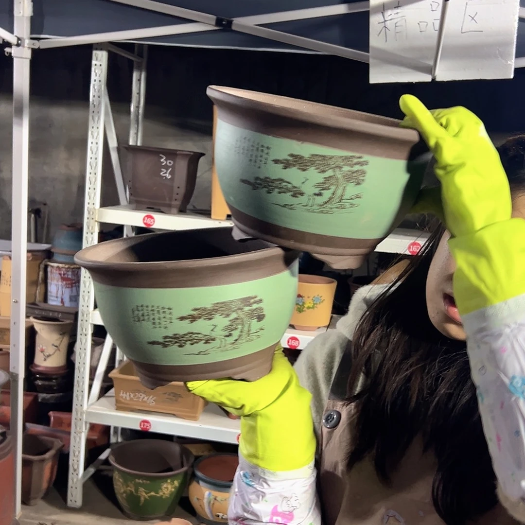 25+25松鹤三角金钟花盆花盆花盆