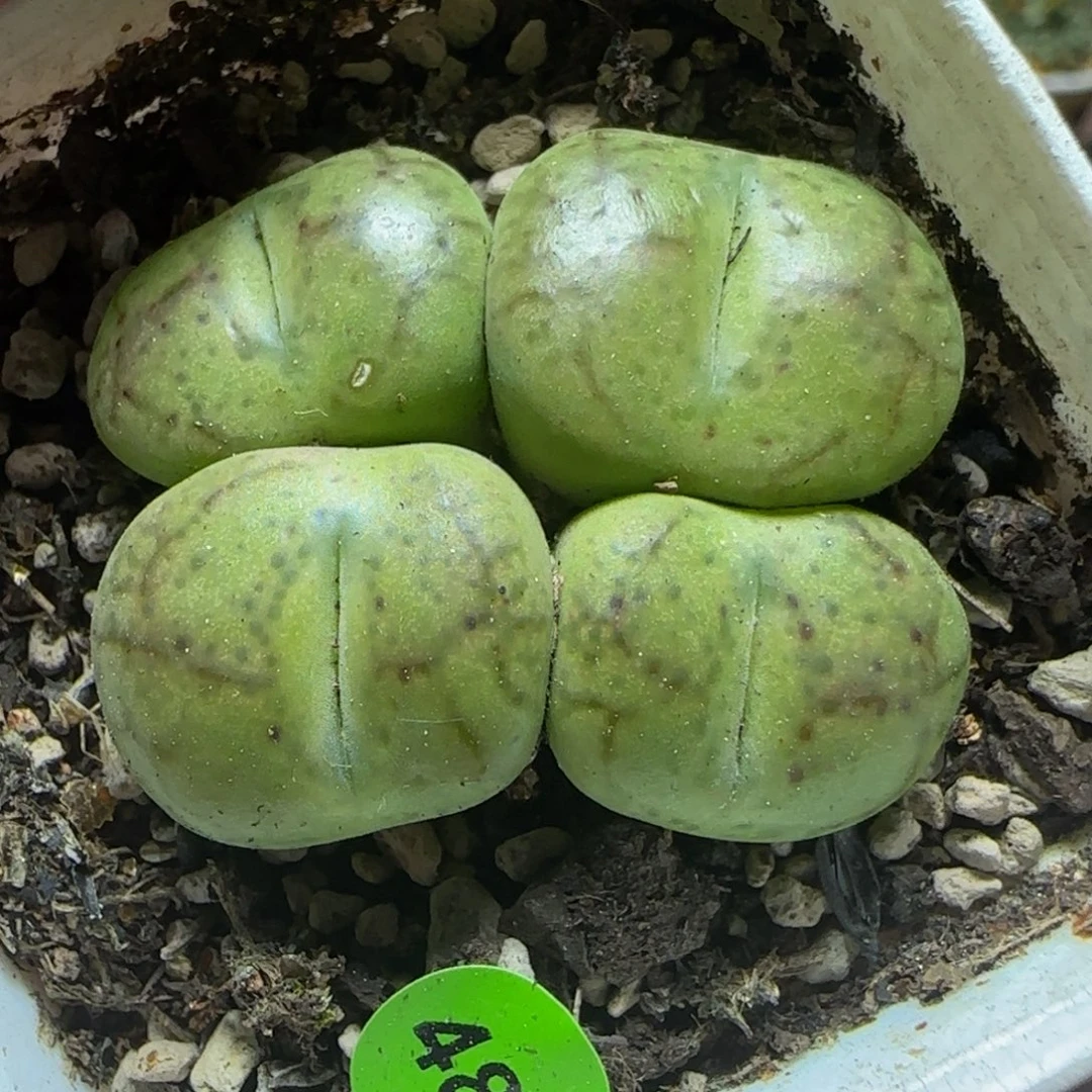 巨无霸杂交多肉植物488